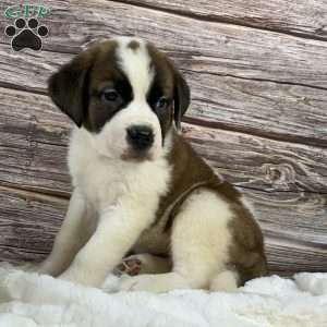 Brook, Saint Bernard Puppy