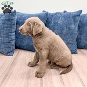 Blaze, Silver Labrador Retriever Puppy