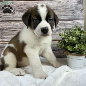 Brook, Saint Bernard Puppy