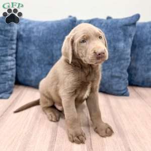 Blaze, Silver Labrador Retriever Puppy