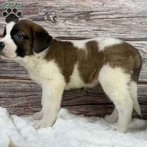 Brook, Saint Bernard Puppy