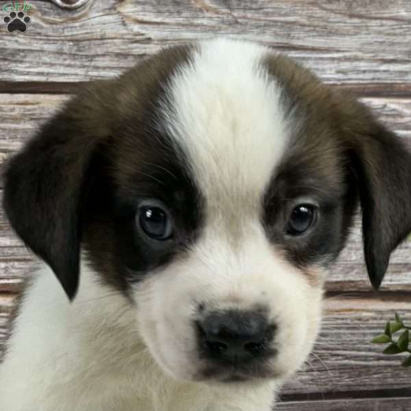 Scarlet, Saint Bernard Puppy