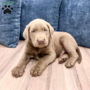 Blaze, Silver Labrador Retriever Puppy