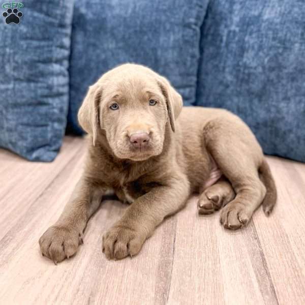Blaze, Silver Labrador Retriever Puppy
