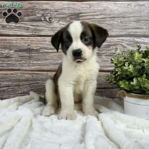 Scarlet, Saint Bernard Puppy