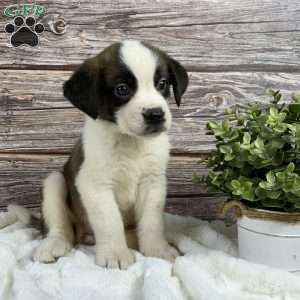 Scarlet, Saint Bernard Puppy