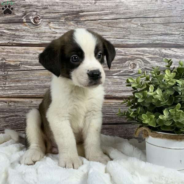 Scarlet, Saint Bernard Puppy