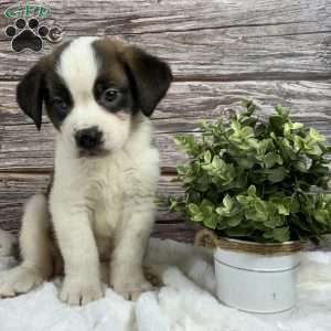 Scarlet, Saint Bernard Puppy