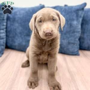 Athena, Silver Labrador Retriever Puppy