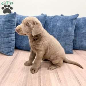 Athena, Silver Labrador Retriever Puppy