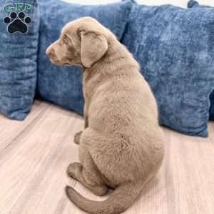 Athena, Silver Labrador Retriever Puppy