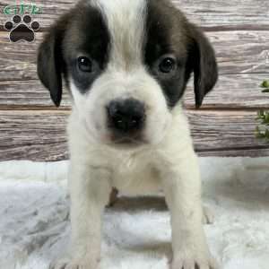 Brynln, Saint Bernard Puppy