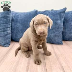 Athena, Silver Labrador Retriever Puppy