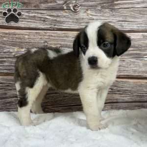 Brynln, Saint Bernard Puppy
