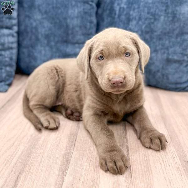 Athena, Silver Labrador Retriever Puppy