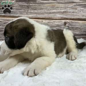 Brynln, Saint Bernard Puppy
