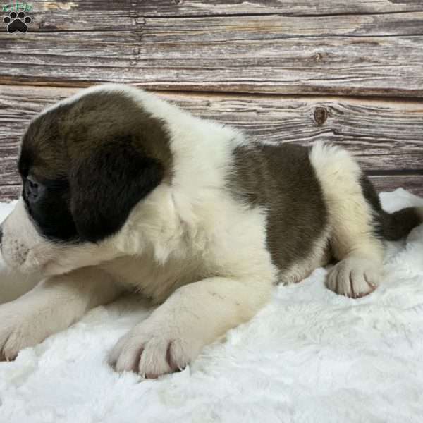 Brynln, Saint Bernard Puppy