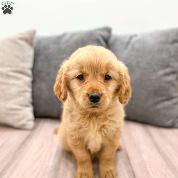 Ashley, Golden Retriever Puppy