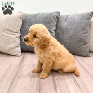 Ashley, Golden Retriever Puppy