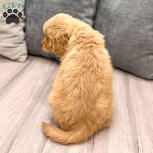 Ashley, Golden Retriever Puppy