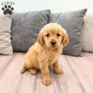 Ashley, Golden Retriever Puppy