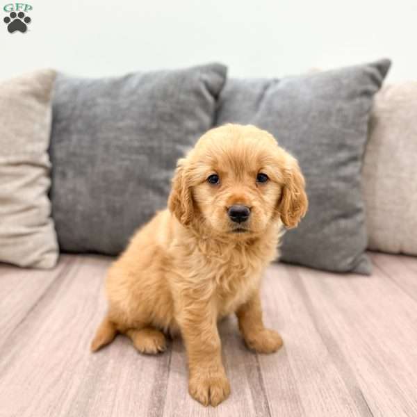 Ashley, Golden Retriever Puppy