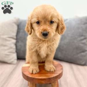 Ashley, Golden Retriever Puppy