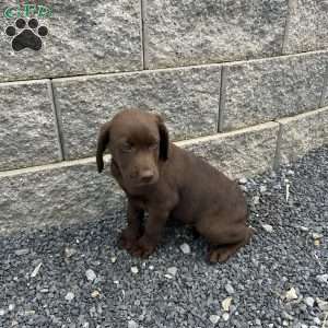 Jim, Chocolate Labrador Retriever Puppy