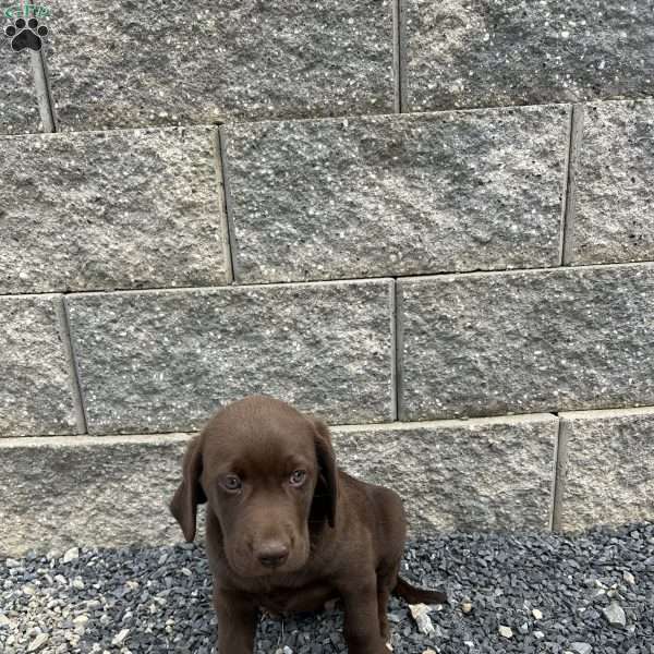 Jim, Chocolate Labrador Retriever Puppy