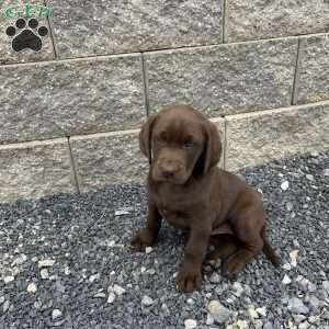 Julia, Chocolate Labrador Retriever Puppy