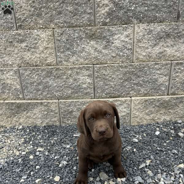 Julia, Chocolate Labrador Retriever Puppy