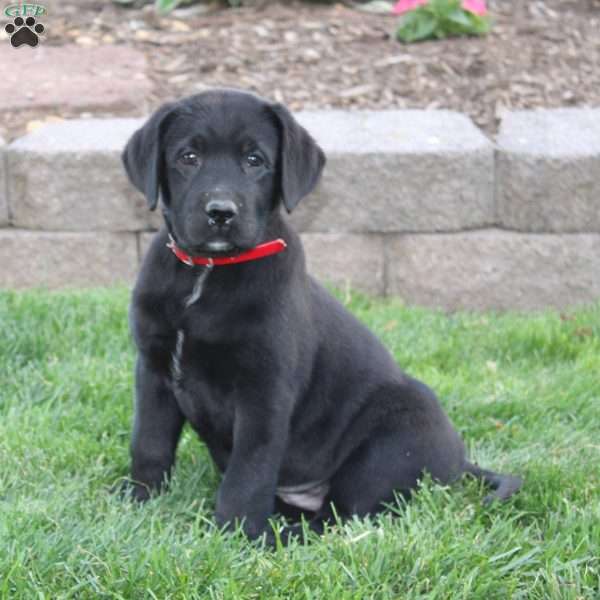 Storm, Black Labrador Retriever Puppy