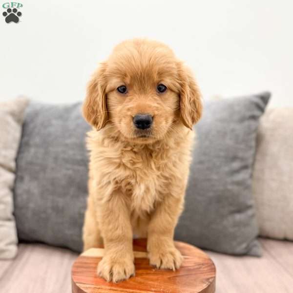 Allie, Golden Retriever Puppy