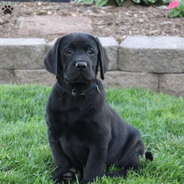 Snickers, Black Labrador Retriever Puppy
