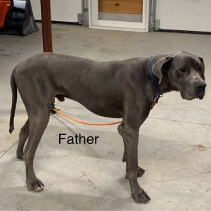 dad