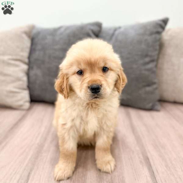 Amber, Golden Retriever Puppy