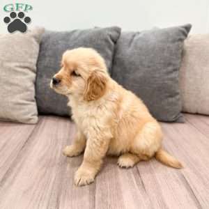 Amber, Golden Retriever Puppy