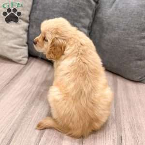 Amber, Golden Retriever Puppy