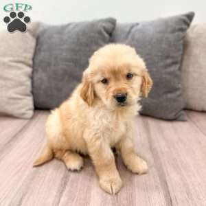 Amber, Golden Retriever Puppy