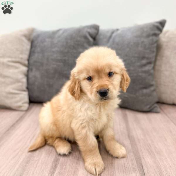 Amber, Golden Retriever Puppy