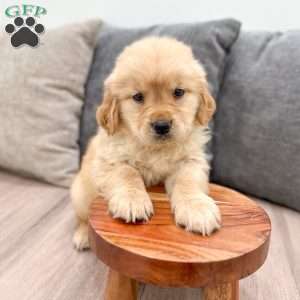 Amber, Golden Retriever Puppy