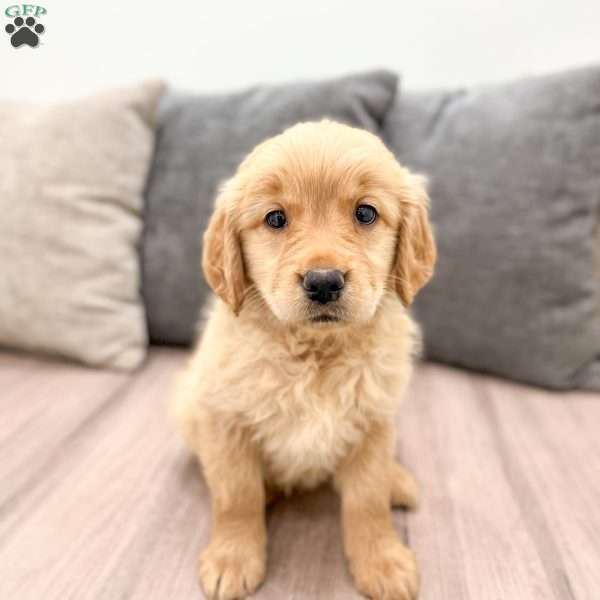 Anne, Golden Retriever Puppy