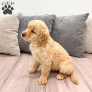 Anne, Golden Retriever Puppy