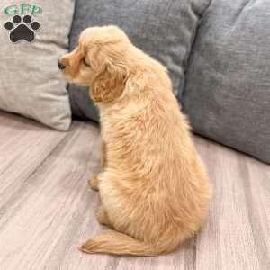 Anne, Golden Retriever Puppy