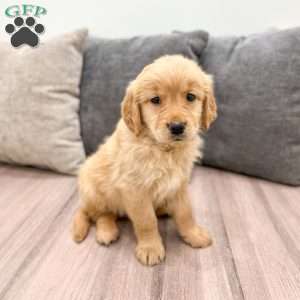 Anne, Golden Retriever Puppy