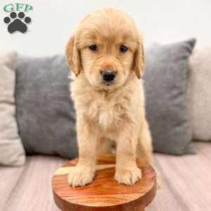 Anne, Golden Retriever Puppy