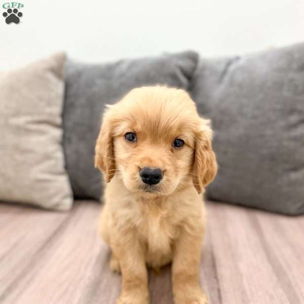 Alex, Golden Retriever Puppy