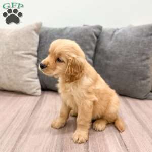 Alex, Golden Retriever Puppy