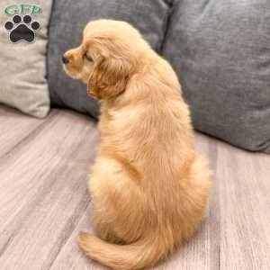 Alex, Golden Retriever Puppy