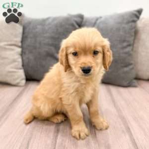 Alex, Golden Retriever Puppy
